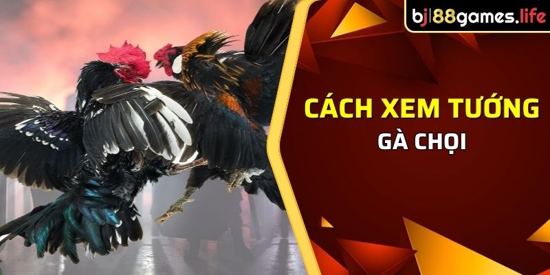 chia sẻ về cách xem tướng gà chọi