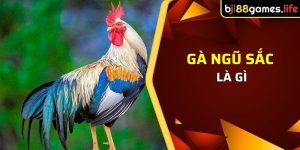 Gà ngũ sắc là gì - Là giống gà “văn võ song toàn