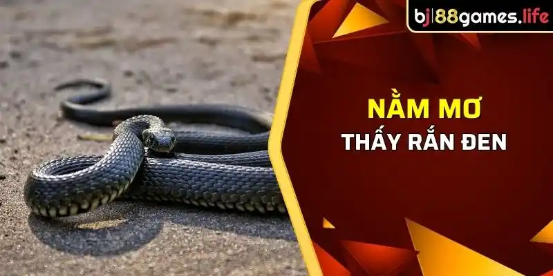 Giải Mã Giấc Mơ Thấy Rắn - Mơ Thấy Rắn Hên Hay Xui? 2 Giải mã giấc mơ thấy rắn đen mang đến nhiều may mắn