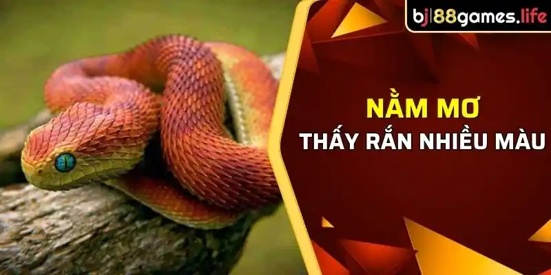 Giải Mã Giấc Mơ Thấy Rắn - Mơ Thấy Rắn Hên Hay Xui? 3 Mơ thấy rắn nhiều màu, báo hiệu điều kém may mắn
