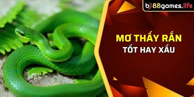 Giải Mã Giấc Mơ Thấy Rắn - Mơ Thấy Rắn Hên Hay Xui? 1 lời giải mã giấc mơ thấy rắn trên